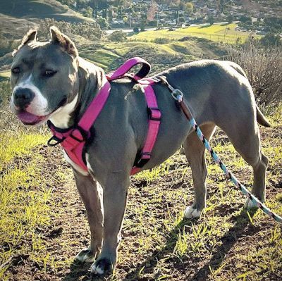 Zsa Zsa, a Adoptable mixed breed in Santa Paula, CA image 2/8