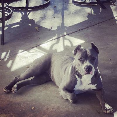 Zsa Zsa, a Adoptable mixed breed in Santa Paula, CA image 3/8