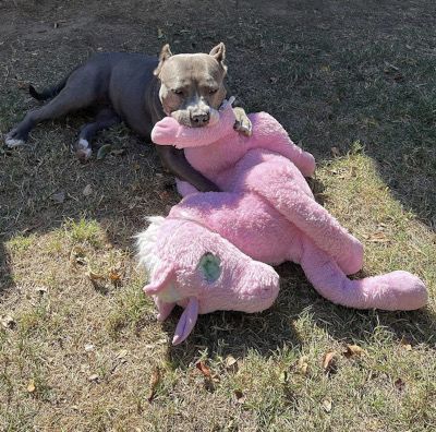 Zsa Zsa, Adoptable, Senior Female American Staffordshire Terrier & Mixed Breed.