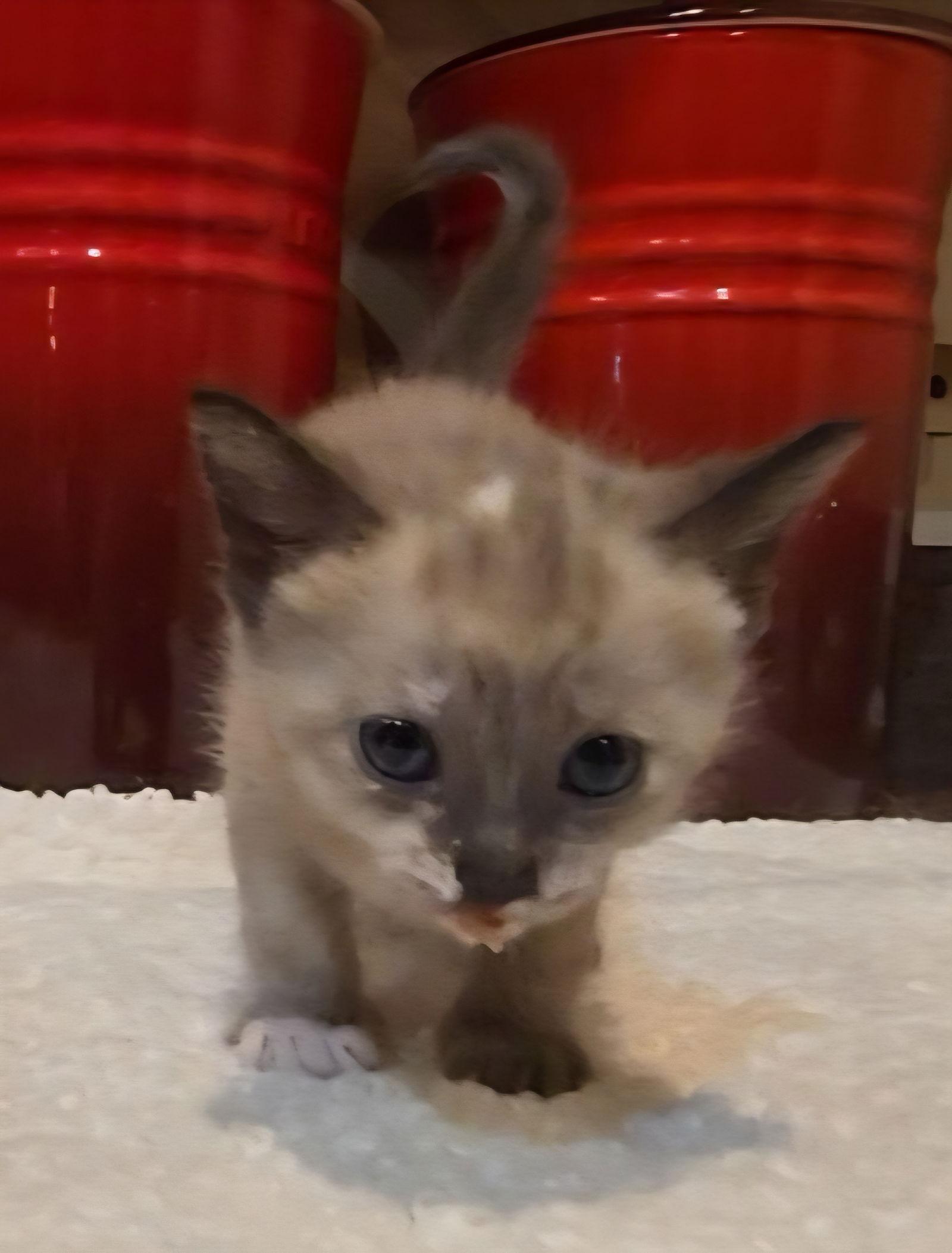 Sasha, Adopted, Kitten Female Siamese & Domestic Short Hair.