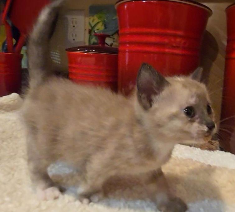 Sasha, a Adopted mixed breed in Magnolia Springs, AL image 2/3