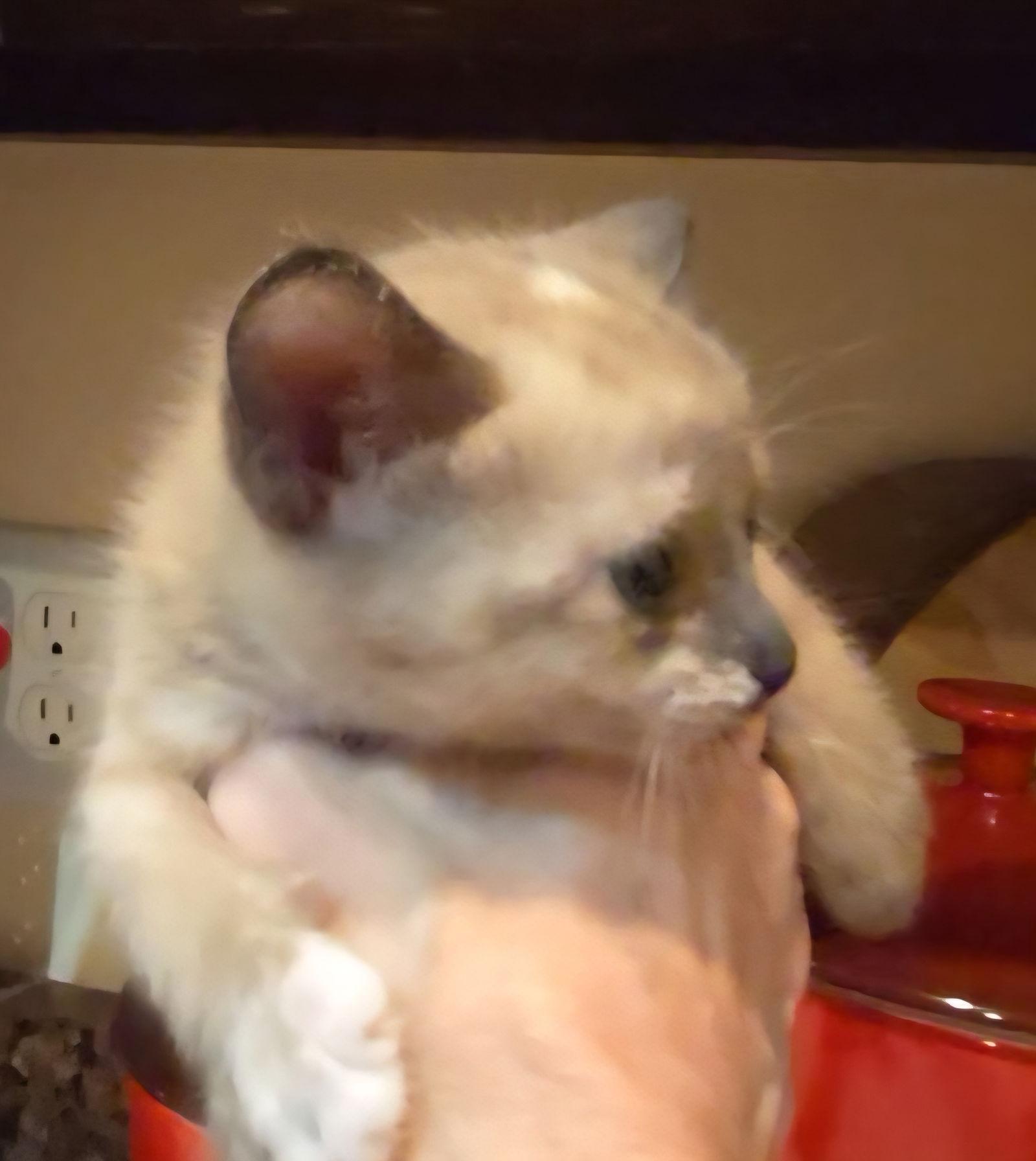 Sasha, a Adopted mixed breed in Magnolia Springs, AL image 3/3