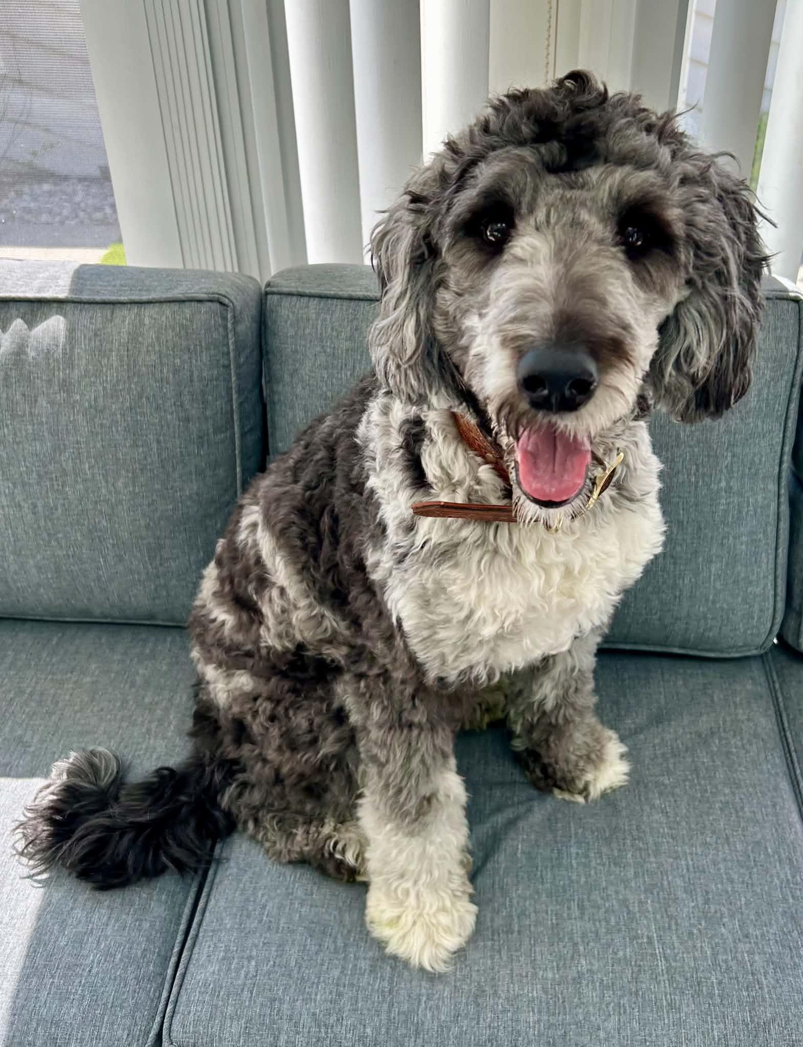 Pepper. ADOPTED, ADOPTABLE, Young Female Goldendoodle.