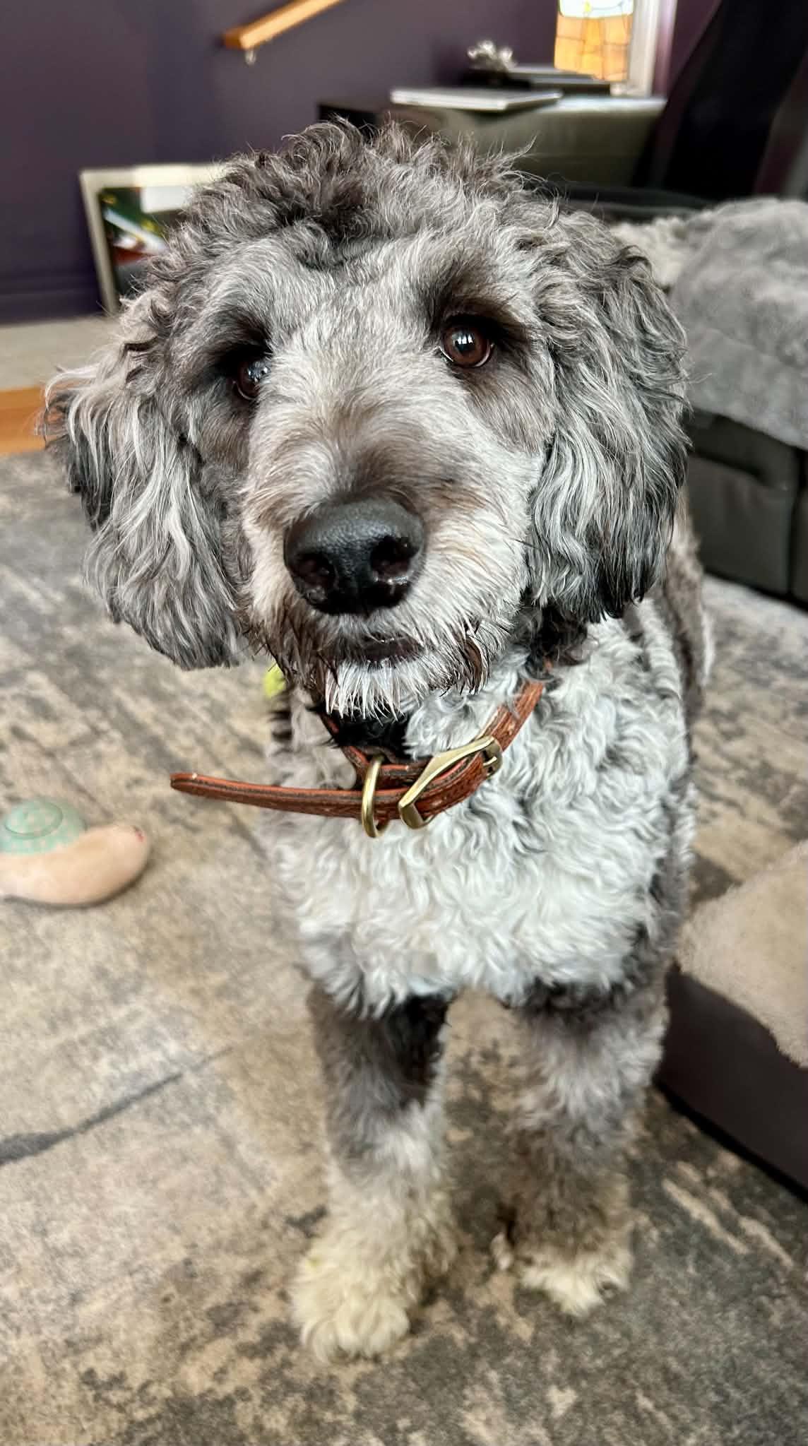 Pepper. ADOPTED, a ADOPTABLE Goldendoodle in Union Grove, WI image 2/2
