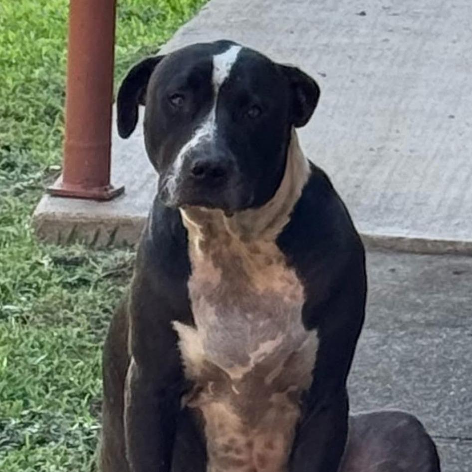 Enlarge Chevy, a Adoptable mixed breed in Palestine, TX image 1/1