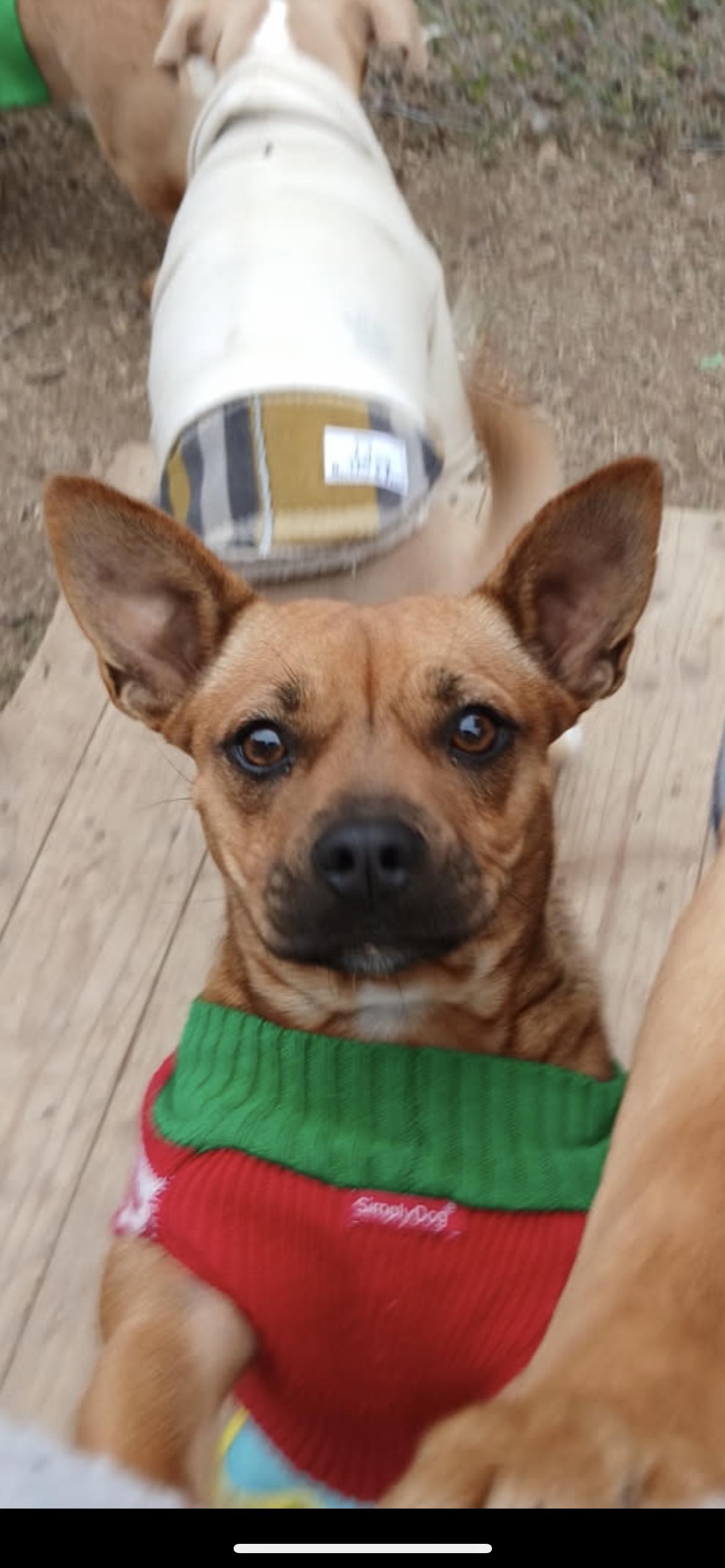 Rosey , a Adoptable mixed breed in Hamden, CT image 3/6