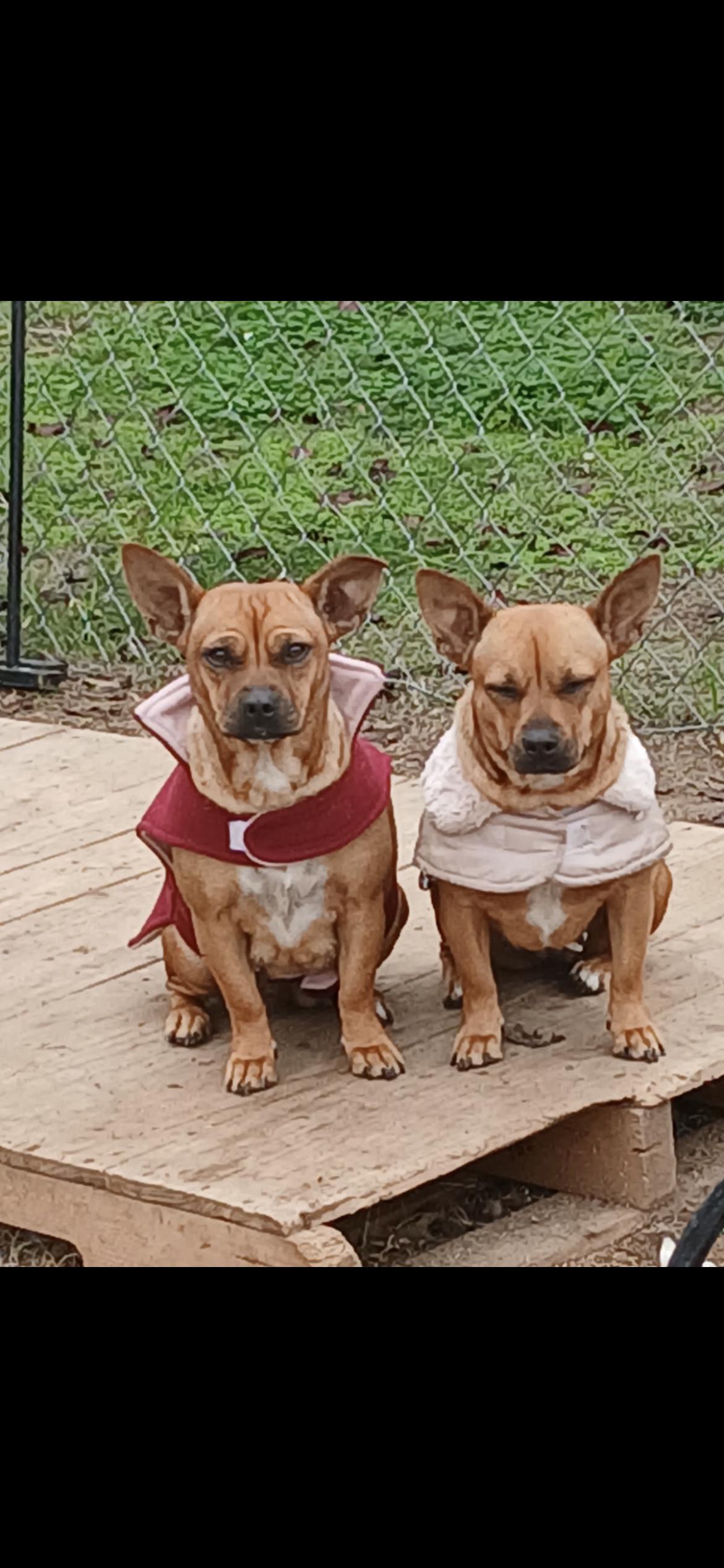 Rosey , a Adoptable mixed breed in Hamden, CT image 5/6