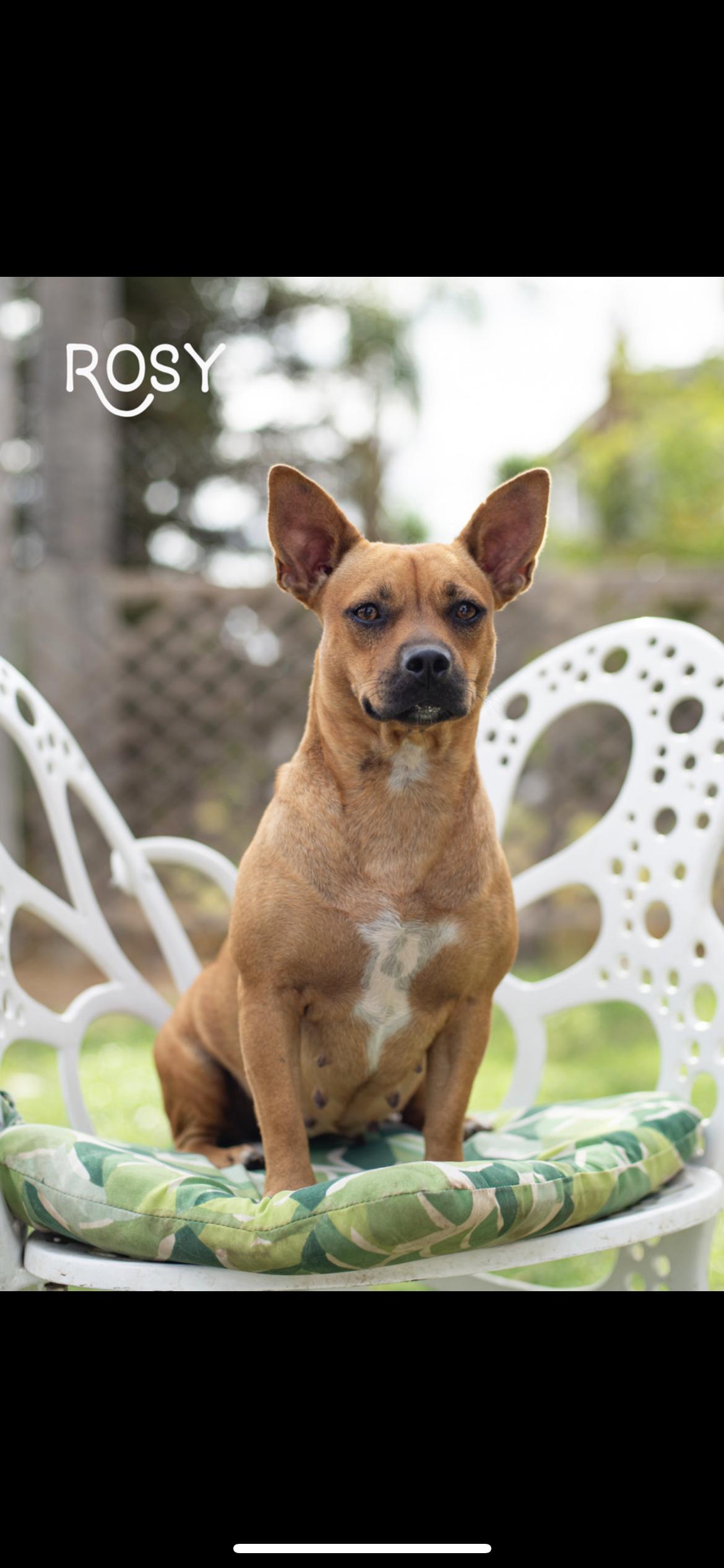 Rosey , a Adoptable mixed breed in Hamden, CT image 4/6