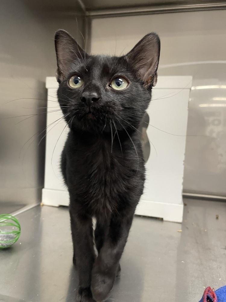 Sabel, Adoptable, Kitten Female Domestic Short Hair.