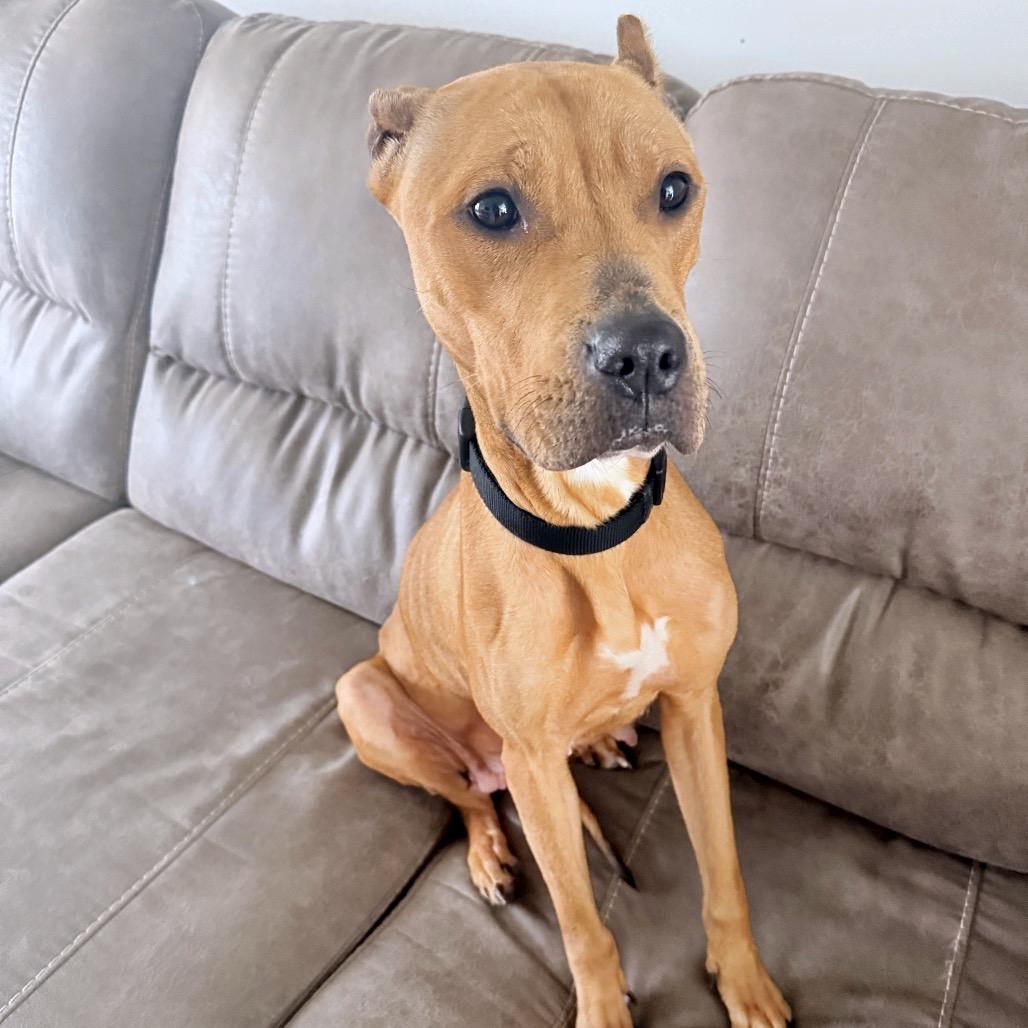 Ophelia, Adoptable, Adult Female Pit Bull Terrier.