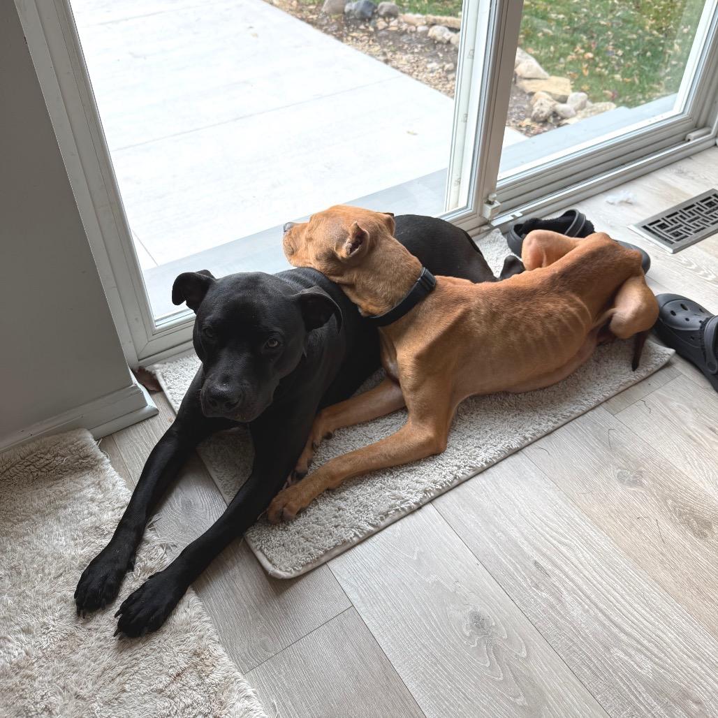 Ophelia, a Adoptable Pit Bull Terrier in Madison, WI image 5/6