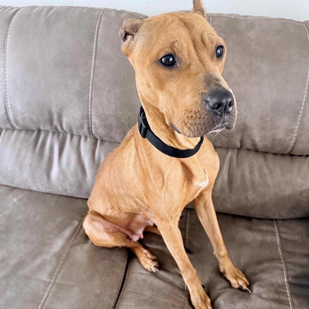 Ophelia, a Adoptable Pit Bull Terrier in Madison, WI image 6/6