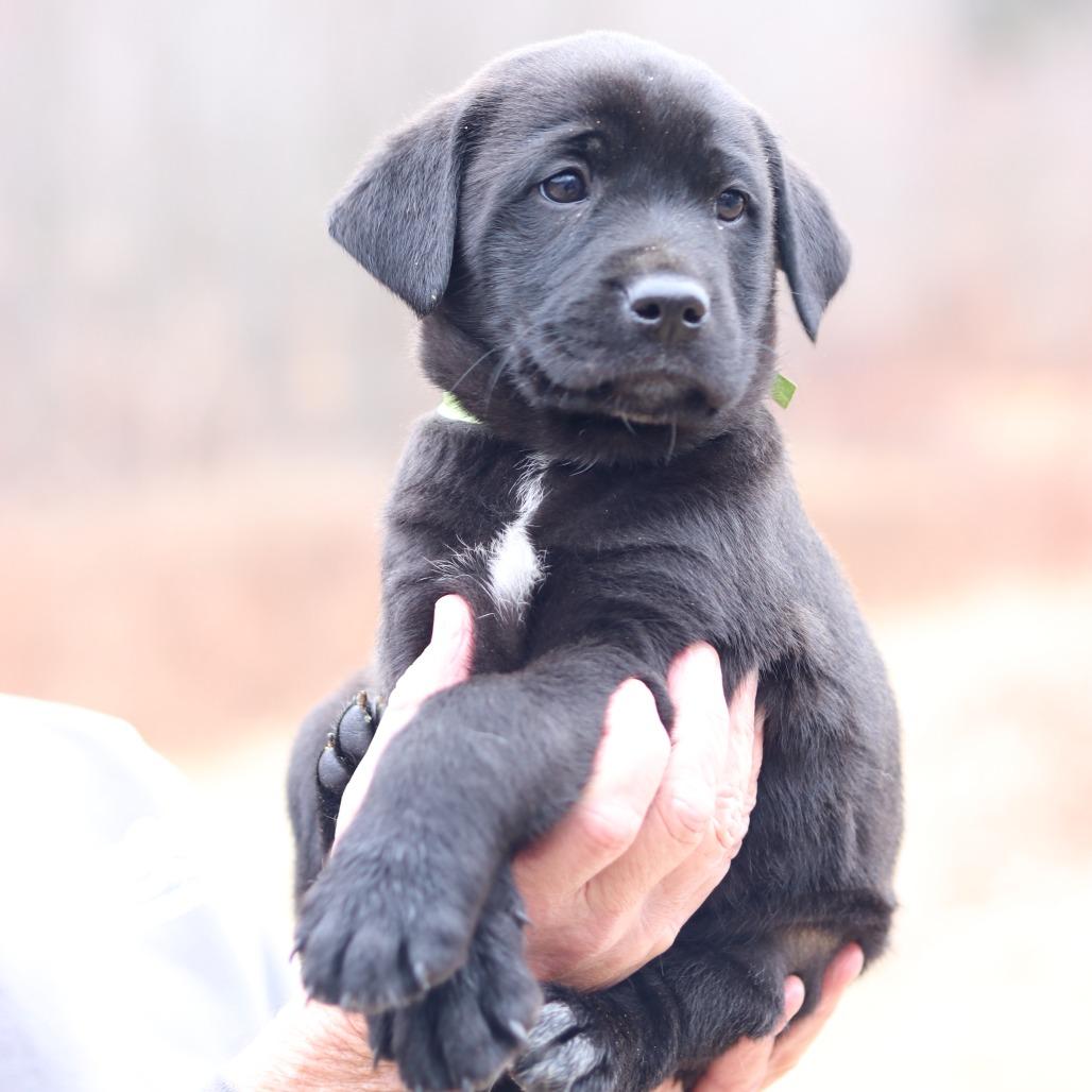 CT Nutmeg avail Dec 21 (Cropley's Garden- Bolton, CT), Adoptable, Puppy Male Golden Retriever & Labrador Retriever.