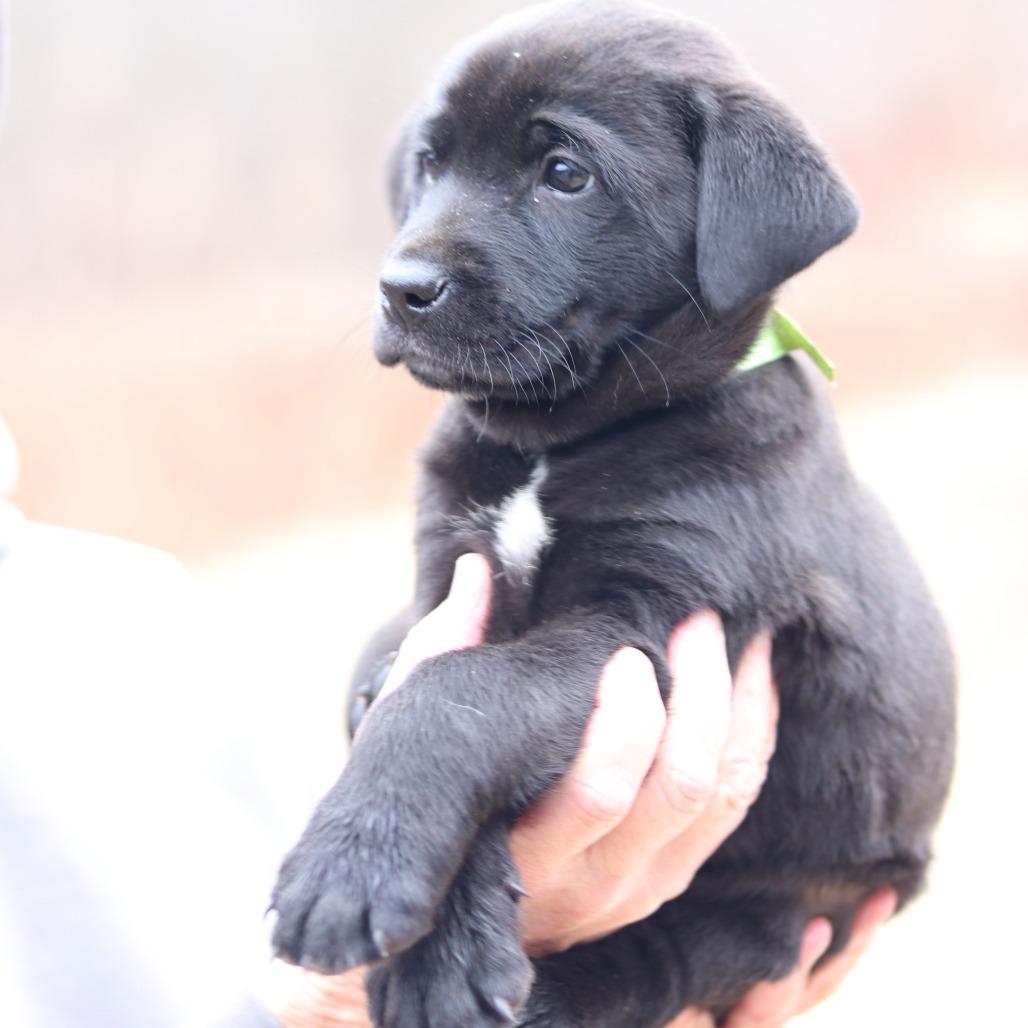 Enlarge CT Nutmeg avail Dec 21 (Cropley's Garden- Bolton, CT), a Adoptable mixed breed in Eastford, CT image 2/5