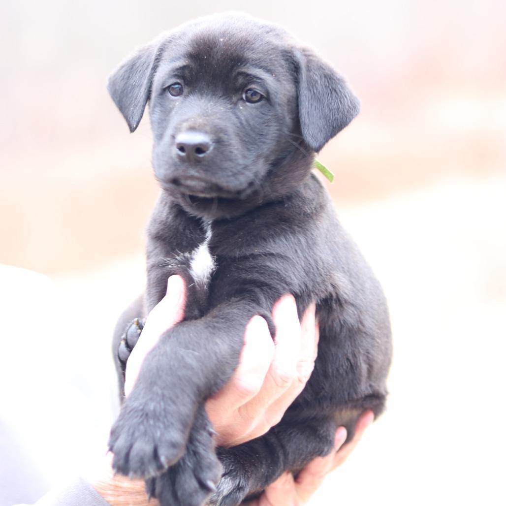 Enlarge CT Nutmeg avail Dec 21 (Cropley's Garden- Bolton, CT), a Adoptable mixed breed in Eastford, CT image 3/5