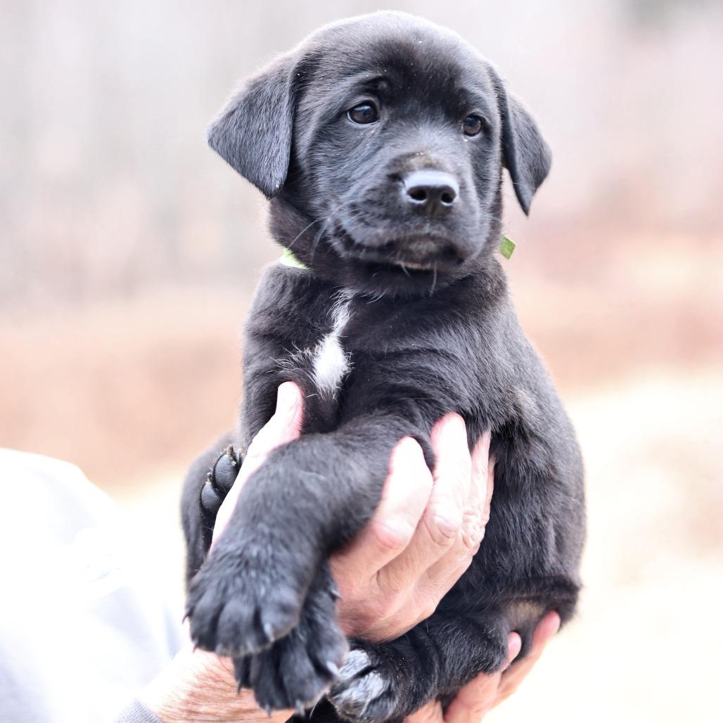 Enlarge CT Nutmeg avail Dec 21 (Cropley's Garden- Bolton, CT), a Adoptable mixed breed in Eastford, CT image 4/5