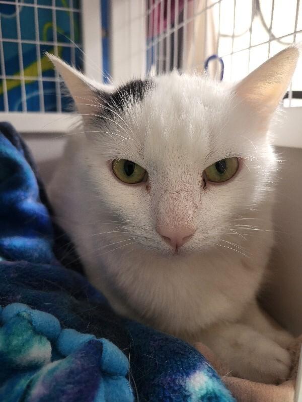 Curious, a Adoptable Domestic Short Hair in Diamond Springs, CA image 1/5