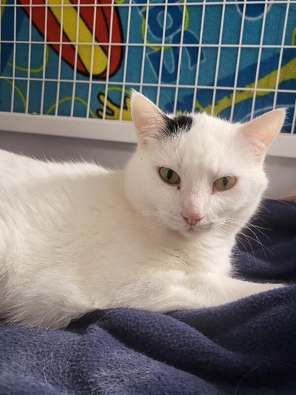 Curious, a Adoptable Domestic Short Hair in Diamond Springs, CA image 2/5