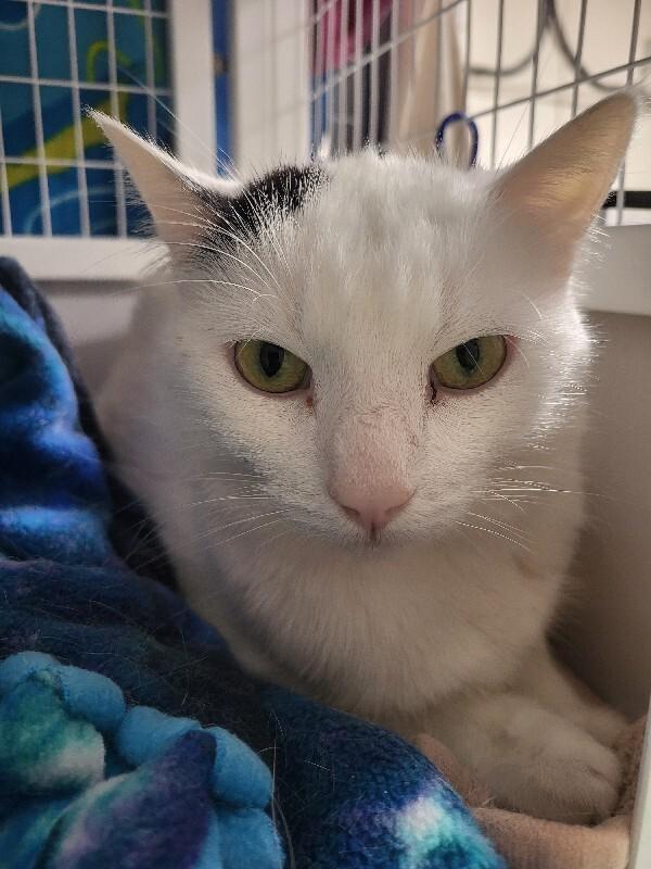 Curious, a Adoptable Domestic Short Hair in Diamond Springs, CA image 3/5