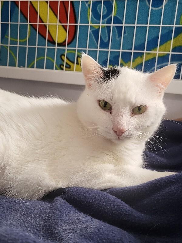 Curious, a Adoptable Domestic Short Hair in Diamond Springs, CA image 4/5