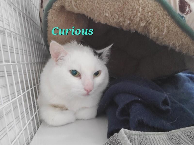 Curious, a Adoptable Domestic Short Hair in Diamond Springs, CA image 5/5