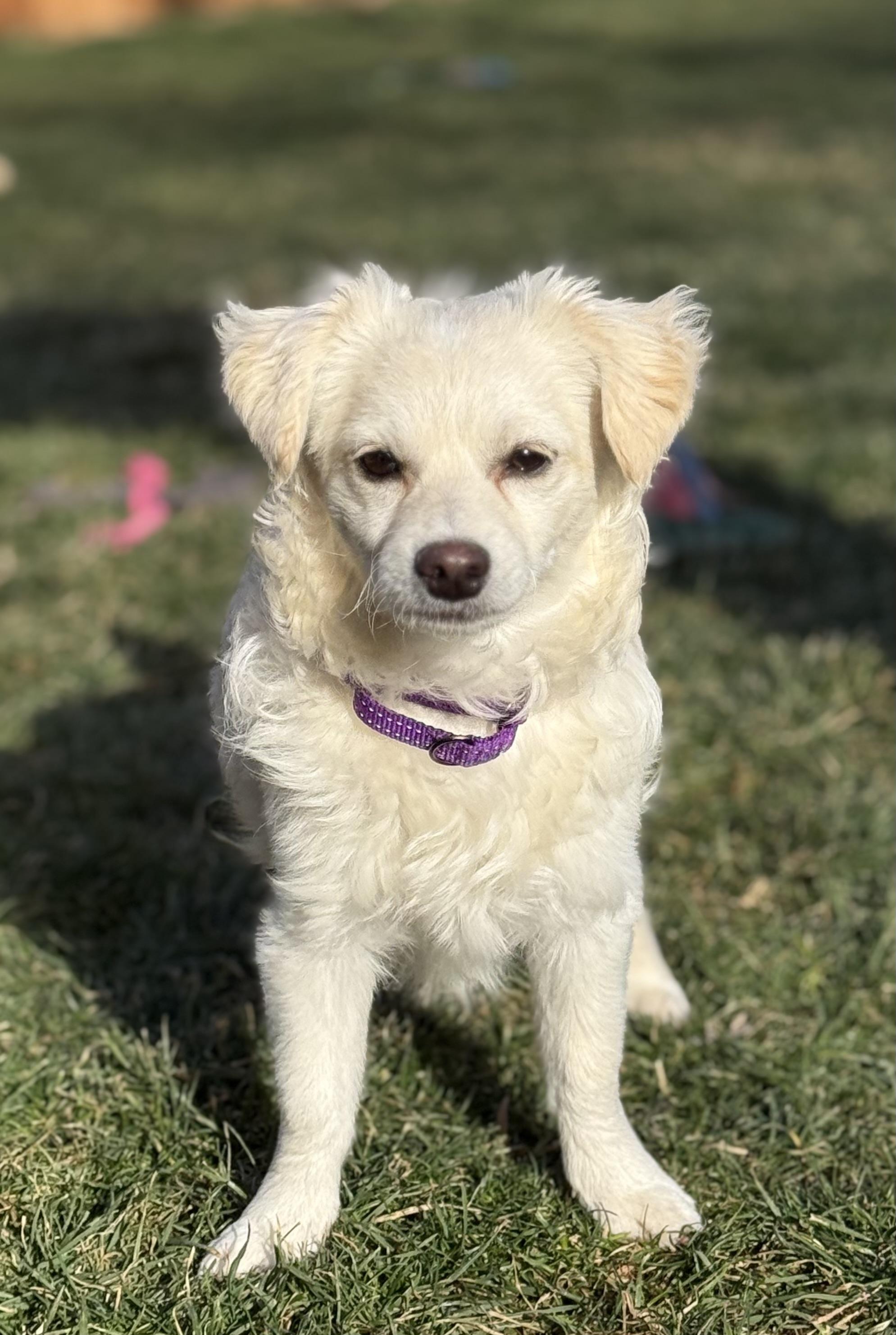 Tilly, Adoptable, Young Female Chihuahua & Pomeranian.