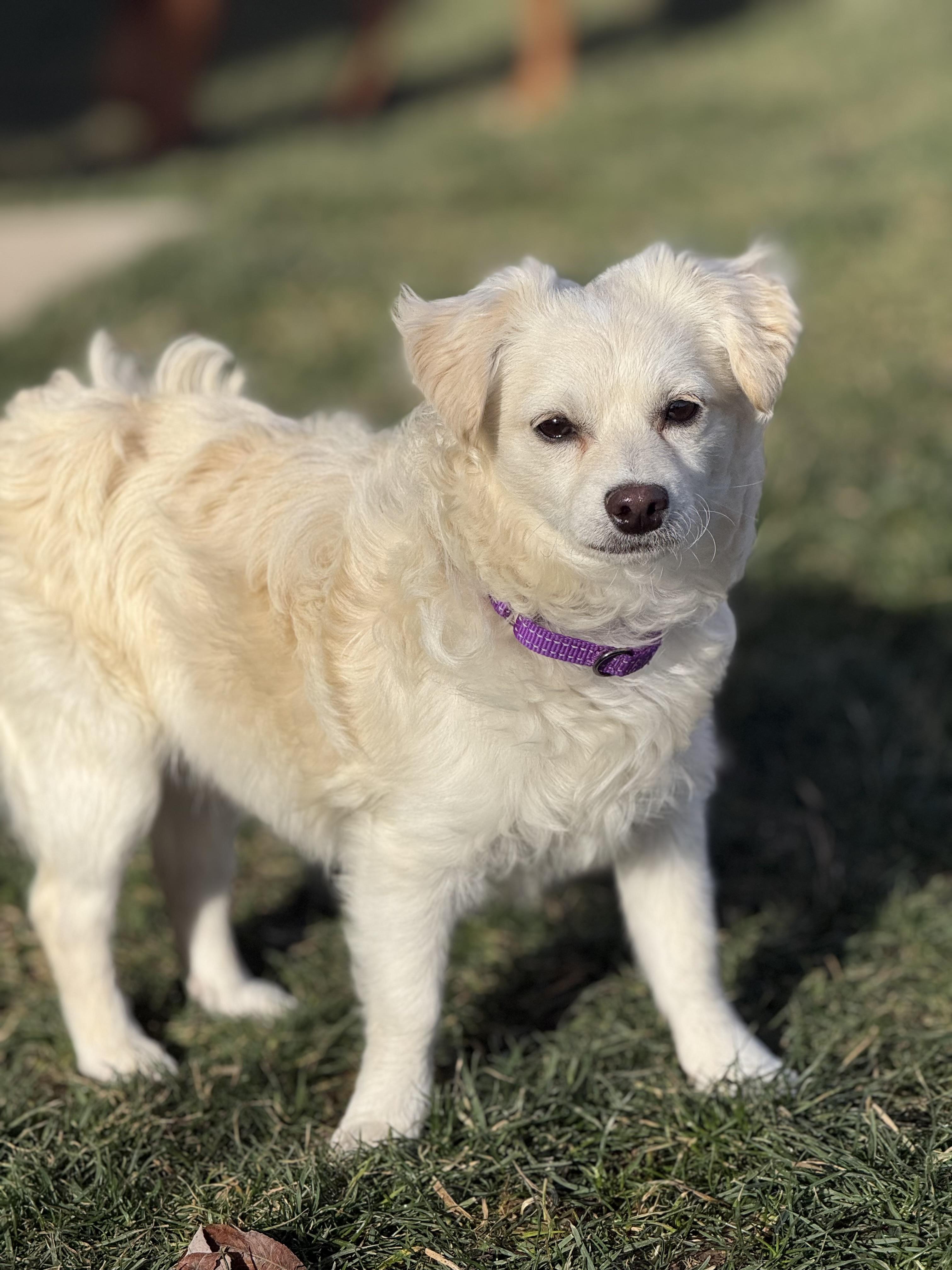 Enlarge Tilly, a Adoptable mixed breed in Twin Falls, ID image 6/6