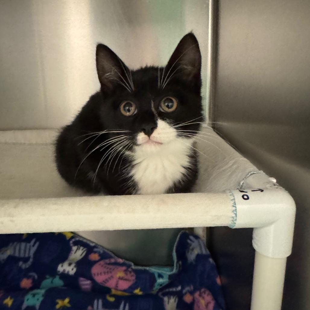 BHSI-Stray-5164(Roki), Adoptable, Kitten Female Domestic Short Hair.