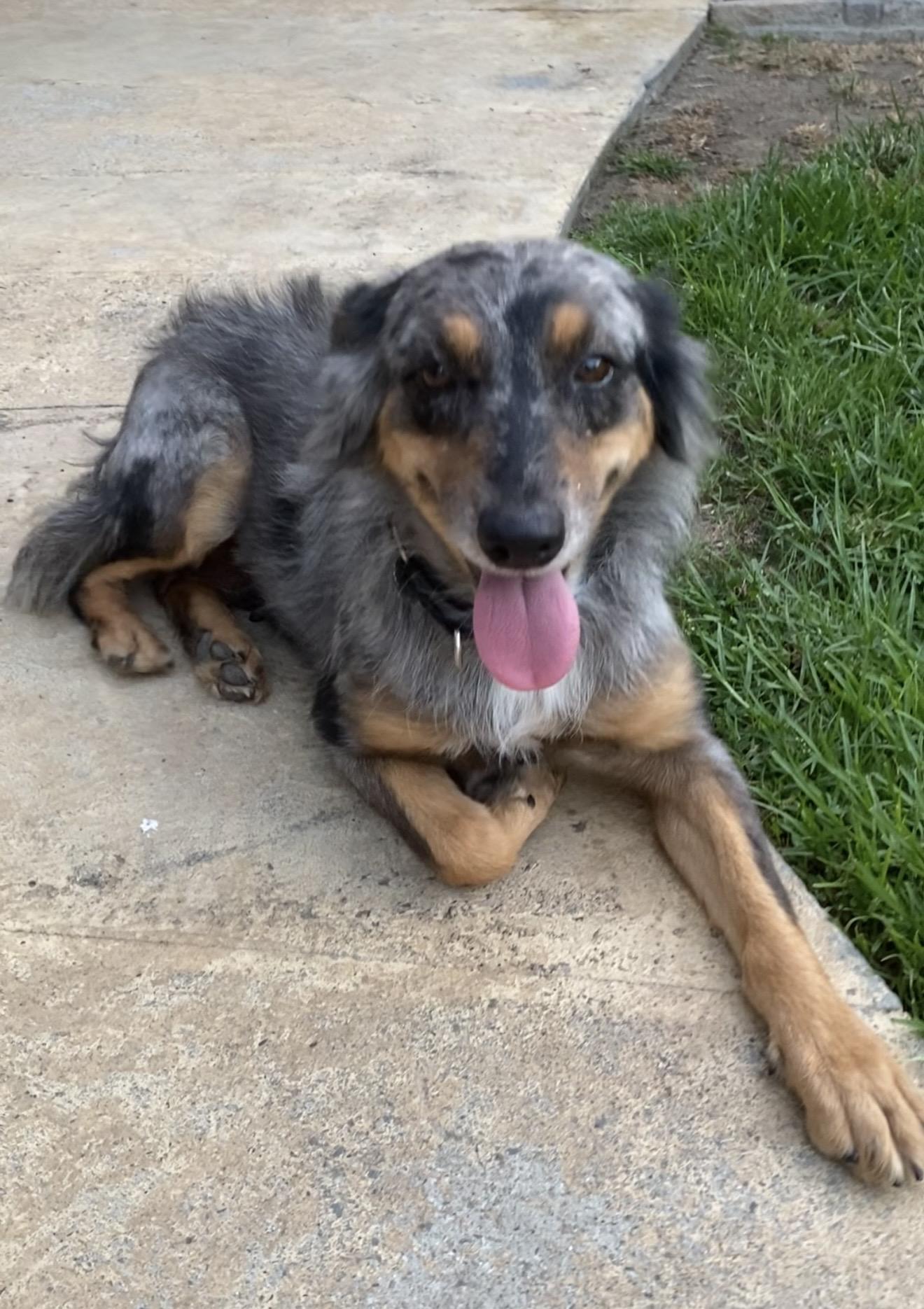 JESSIE, an adopted Australian Shepherd in Sunset Beach , CA image 2/4