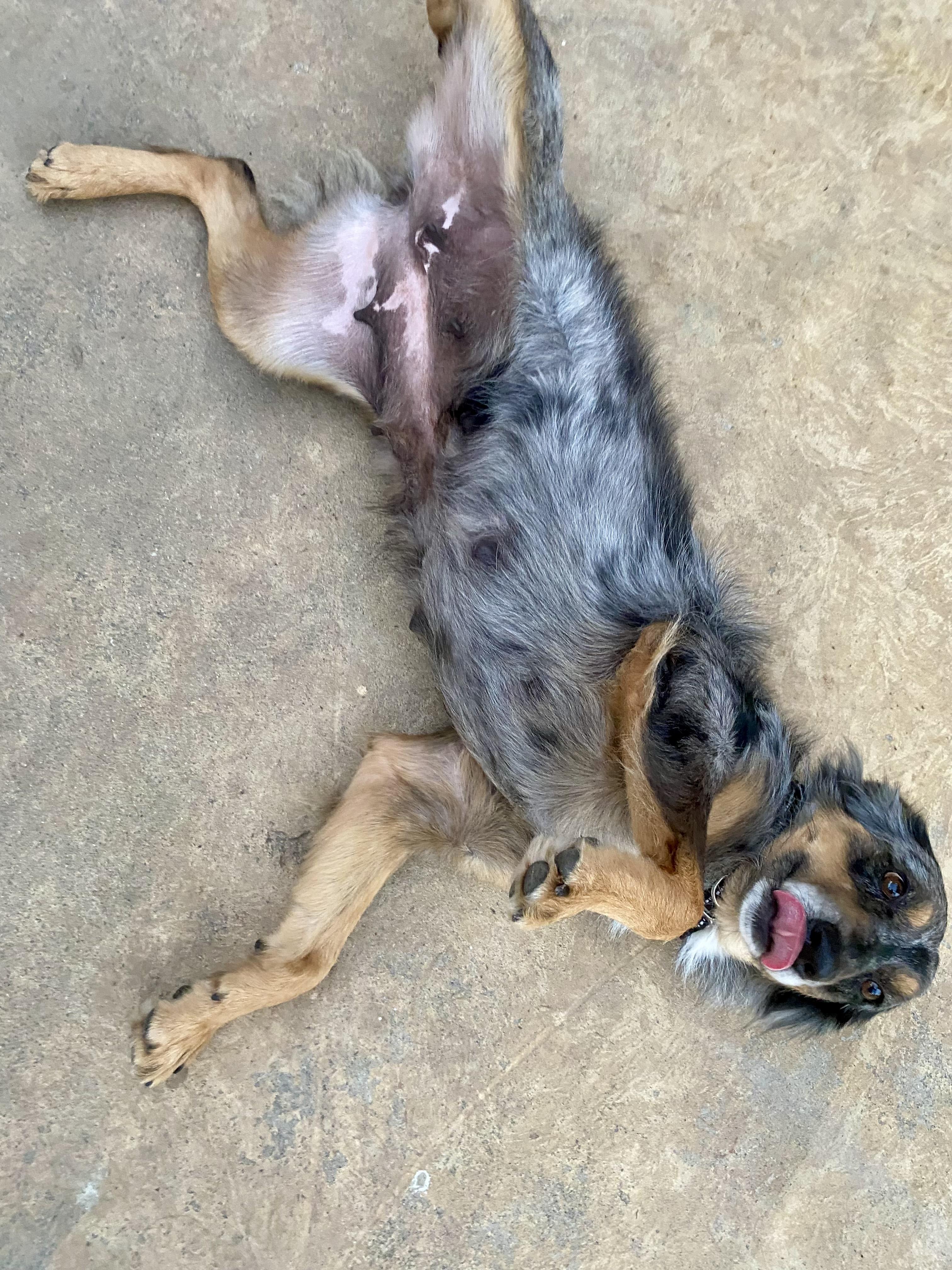 JESSIE, an adopted Australian Shepherd in Sunset Beach , CA image 3/4
