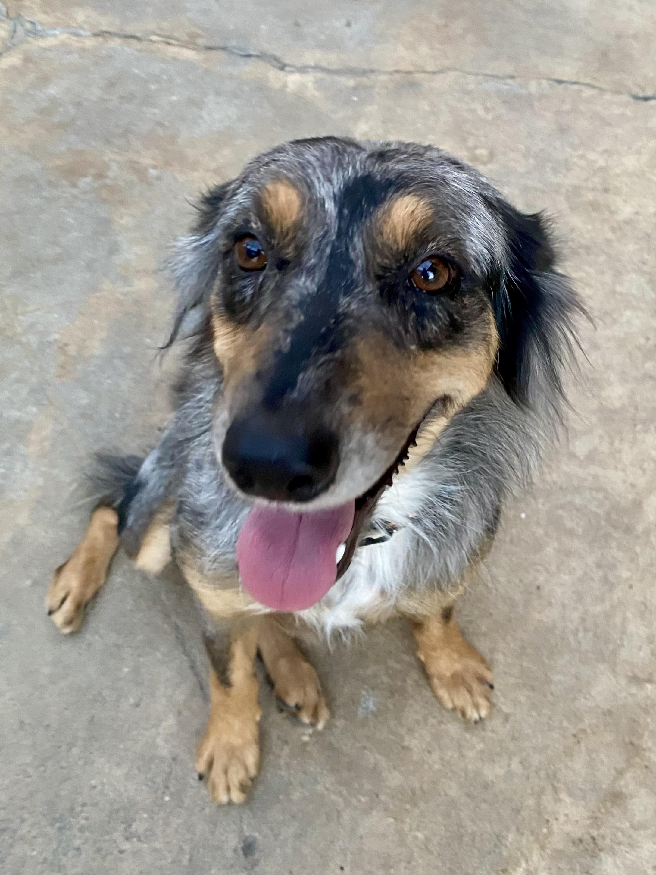 JESSIE, an adopted Australian Shepherd in Sunset Beach , CA image 4/4