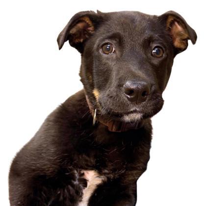 Babka, Adoptable, Puppy Male Rottweiler & Mixed Breed.