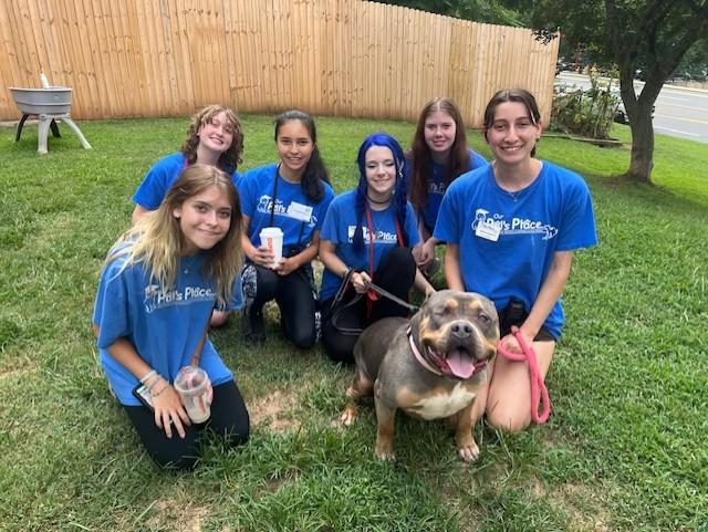 Harley, Adoptable, Adult Female Terrier.