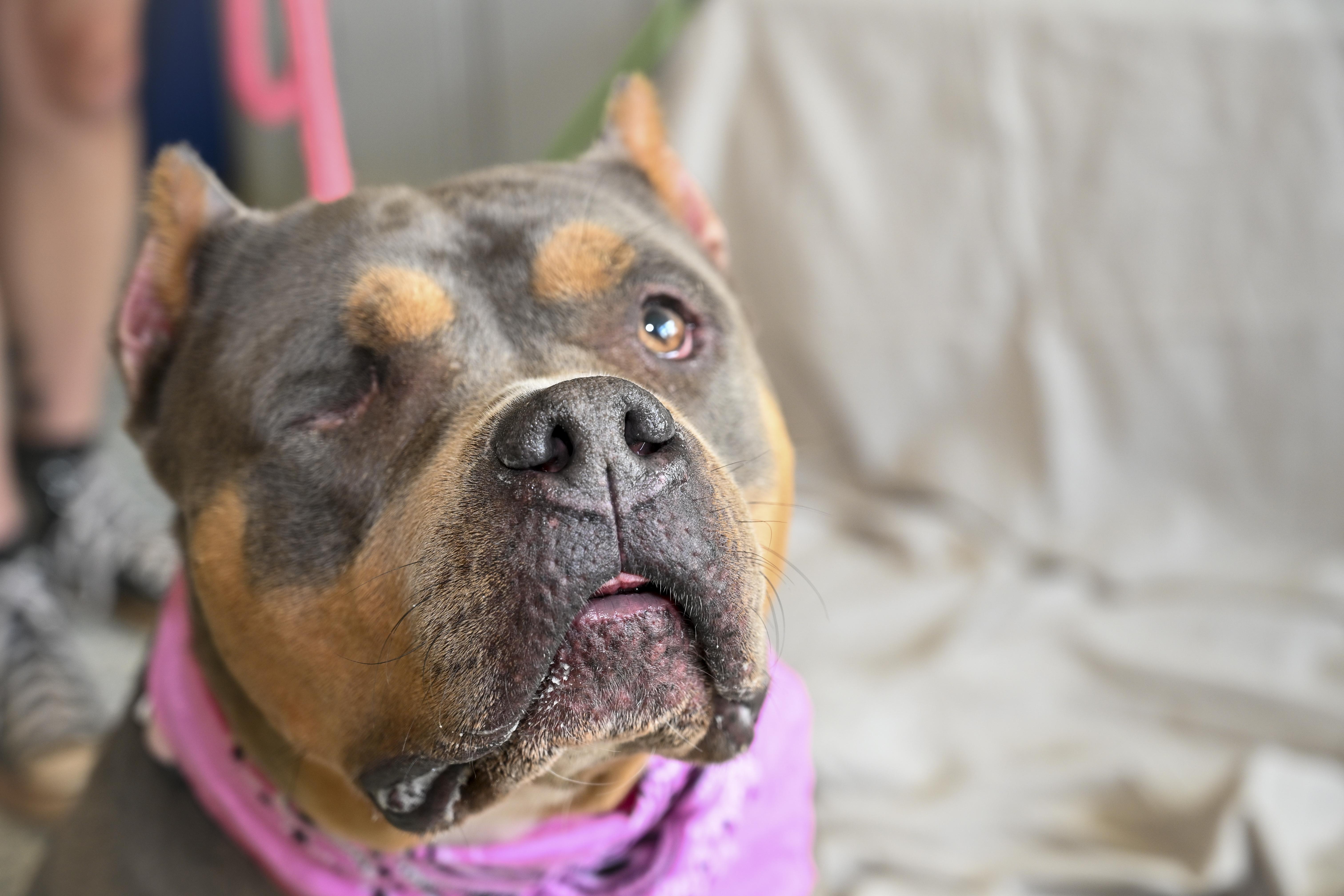 Enlarge Harley, a Adoptable mixed breed in Marietta, GA image 4/5