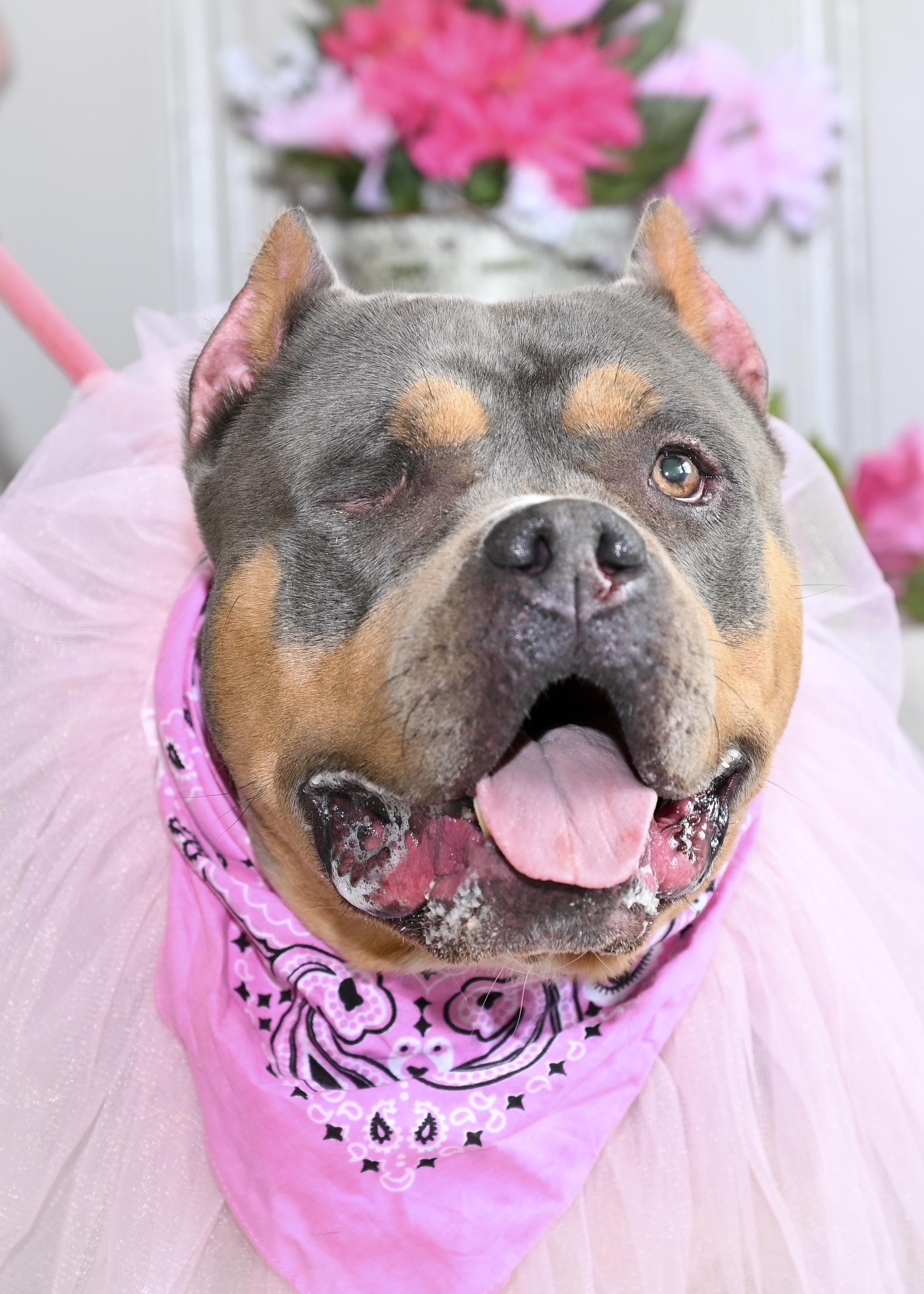 Enlarge Harley, a Adoptable mixed breed in Marietta, GA image 2/5