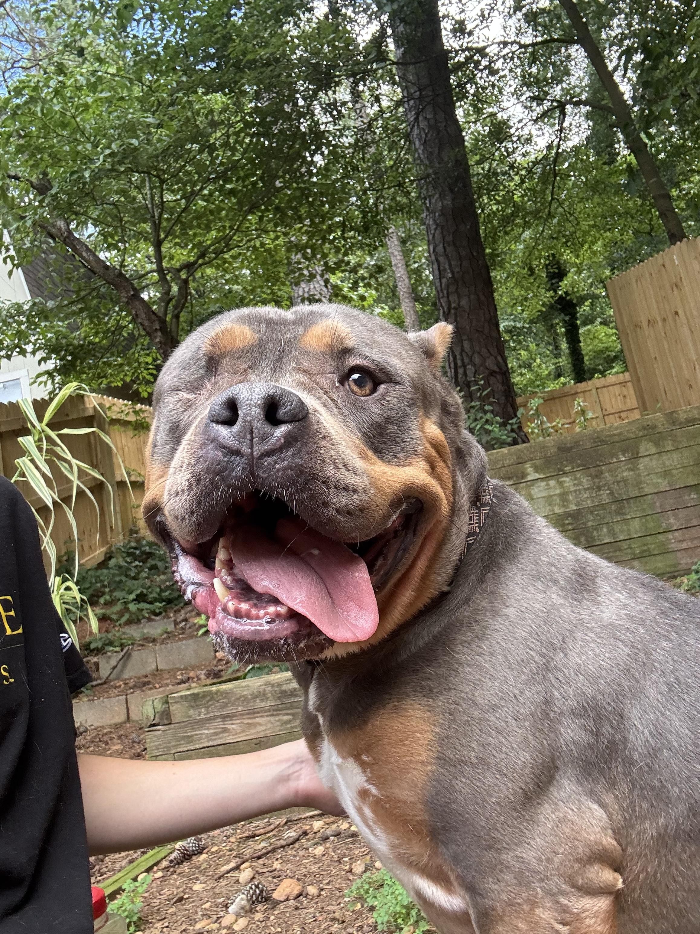 Enlarge Harley, a Adoptable mixed breed in Marietta, GA image 5/5