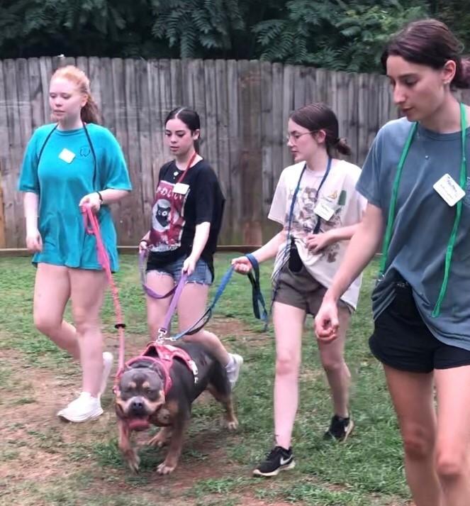 Enlarge Harley, a Adoptable mixed breed in Marietta, GA image 3/5