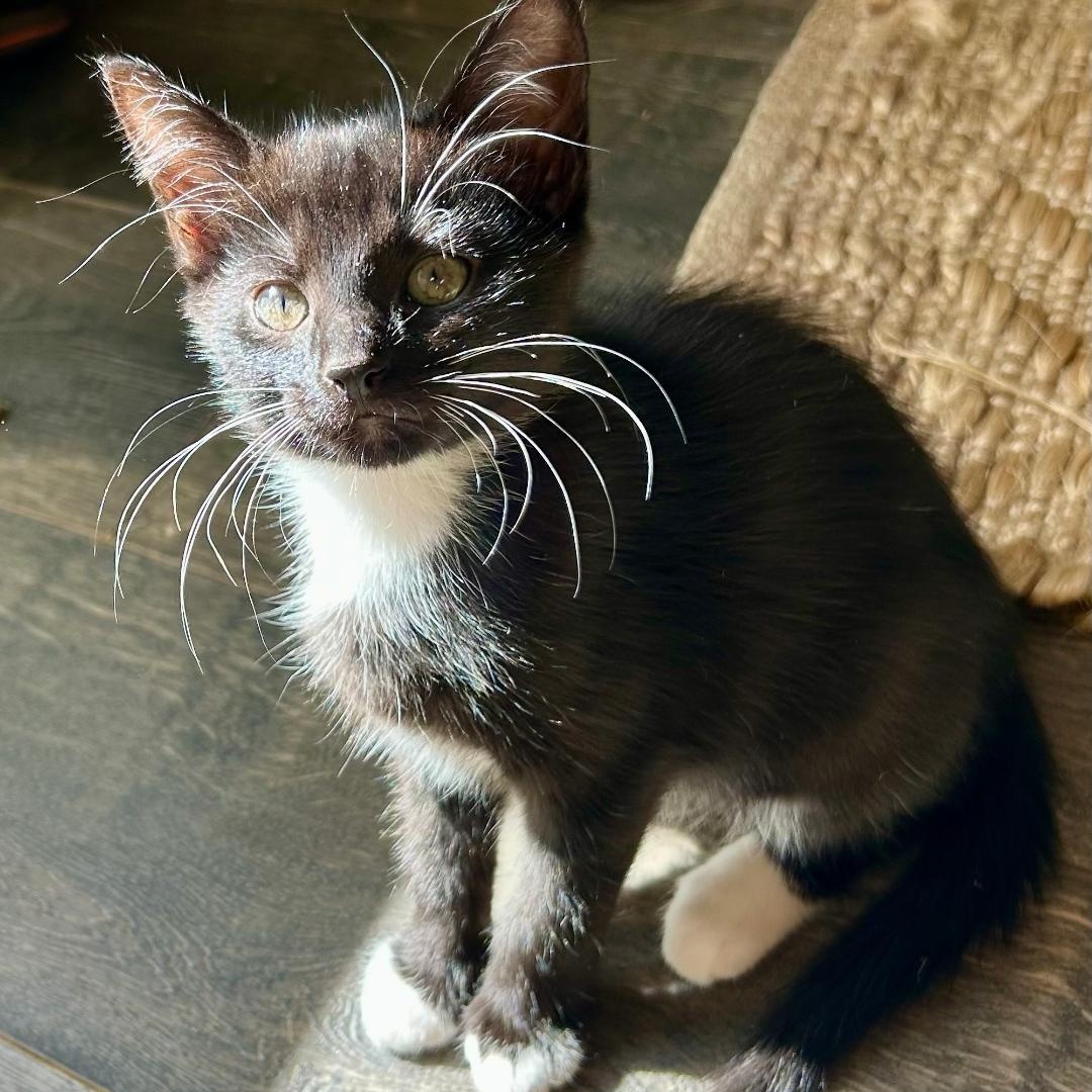Enlarge Cornelia, a Adoptable Domestic Short Hair in Gastonia, NC image 2/3