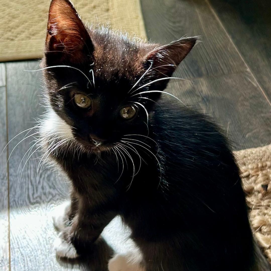 Enlarge Cornelia, a Adoptable Domestic Short Hair in Gastonia, NC image 3/3