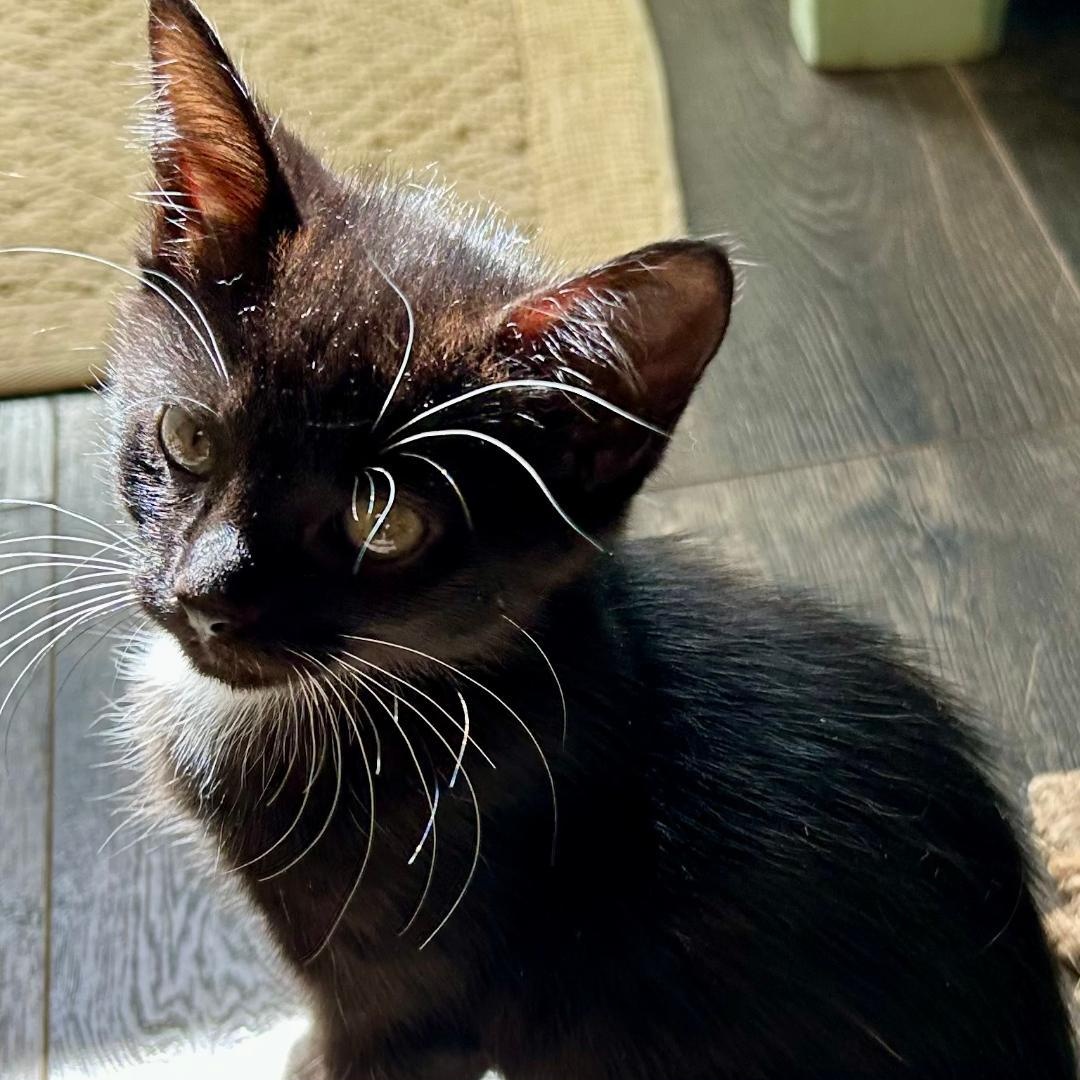 Cornelia, Adoptable, Kitten Female Domestic Short Hair.