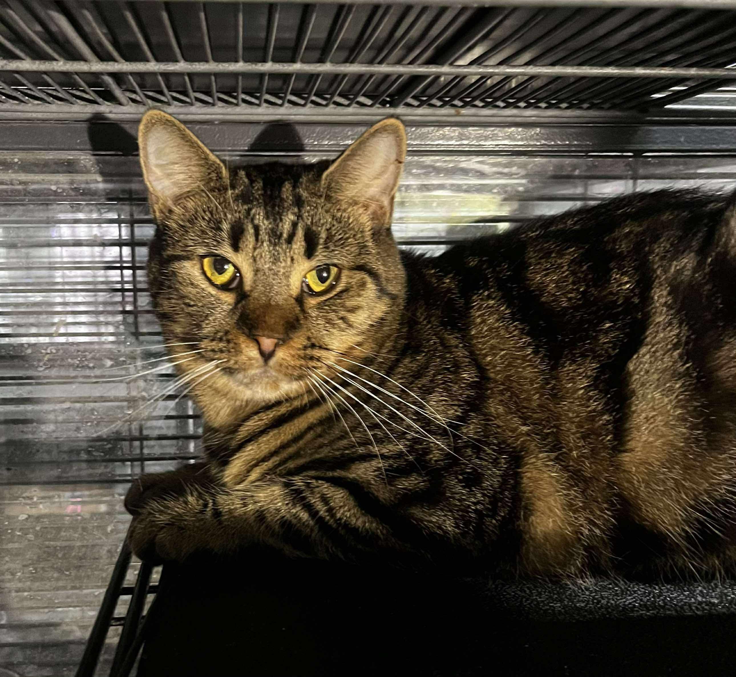 OAKLEY, a Adoptable Domestic Short Hair in Tillsonburg, ON image 5/6