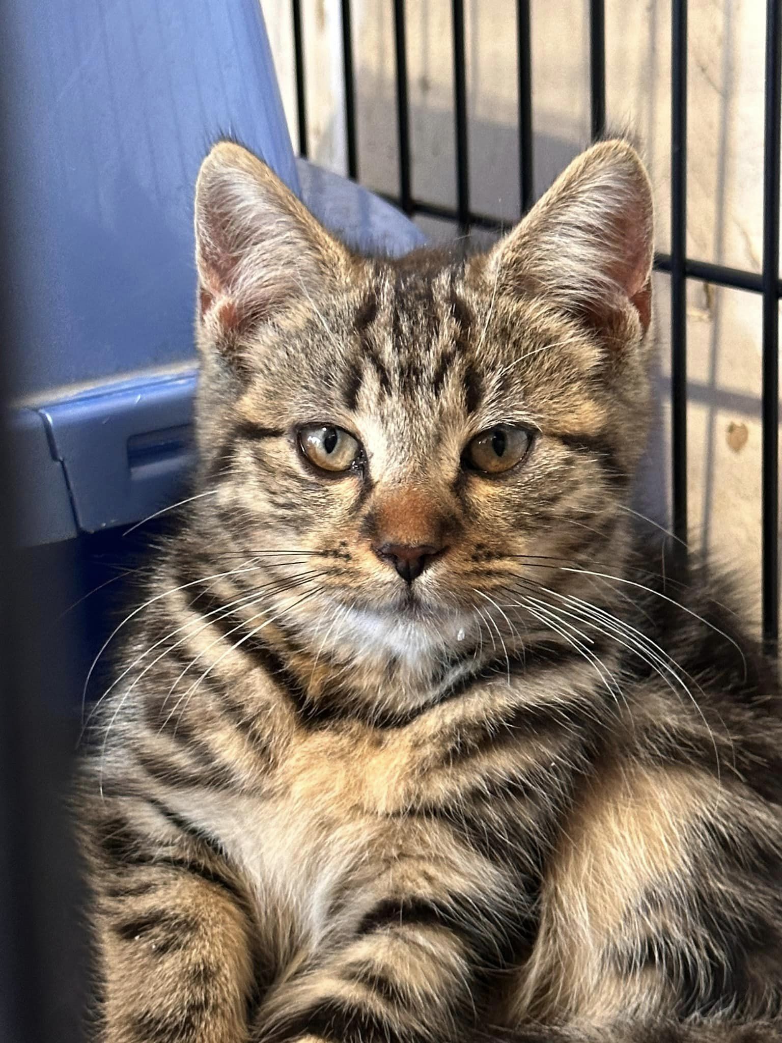 OAKLEY, a Adoptable Domestic Short Hair in Tillsonburg, ON image 6/6