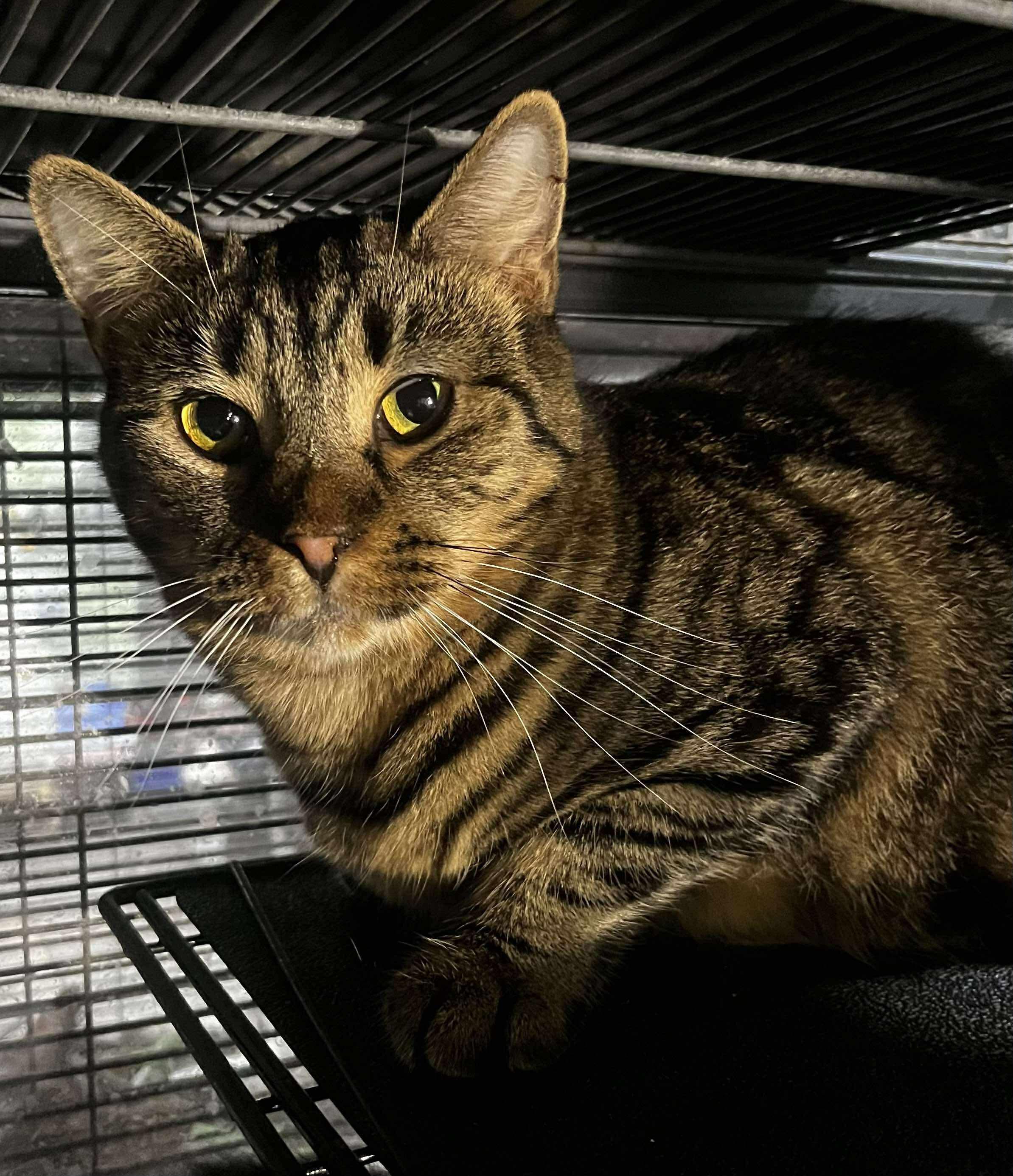 OAKLEY, a Adoptable Domestic Short Hair in Tillsonburg, ON image 4/6