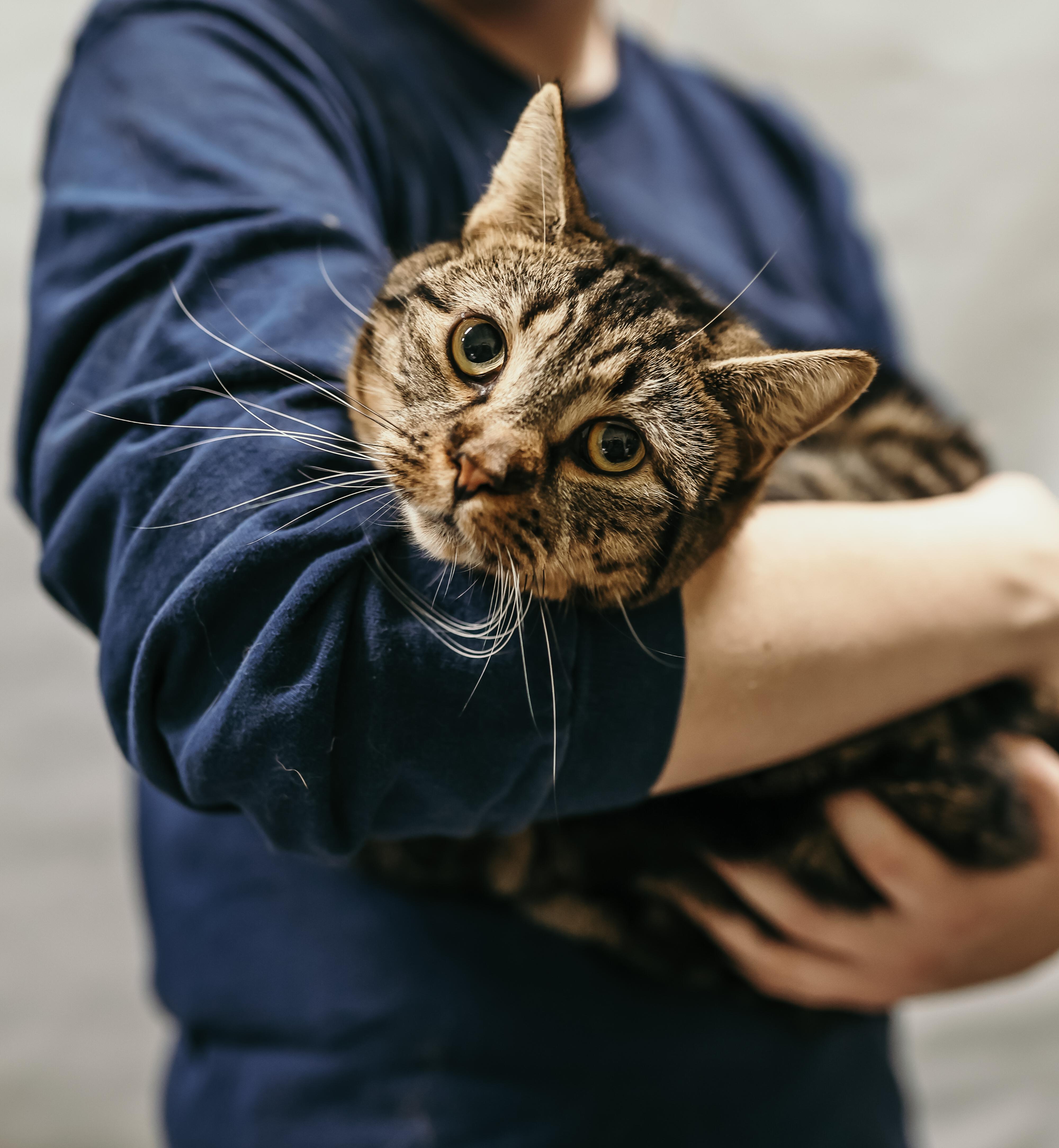 OAKLEY, a Adoptable Domestic Short Hair in Tillsonburg, ON image 2/6