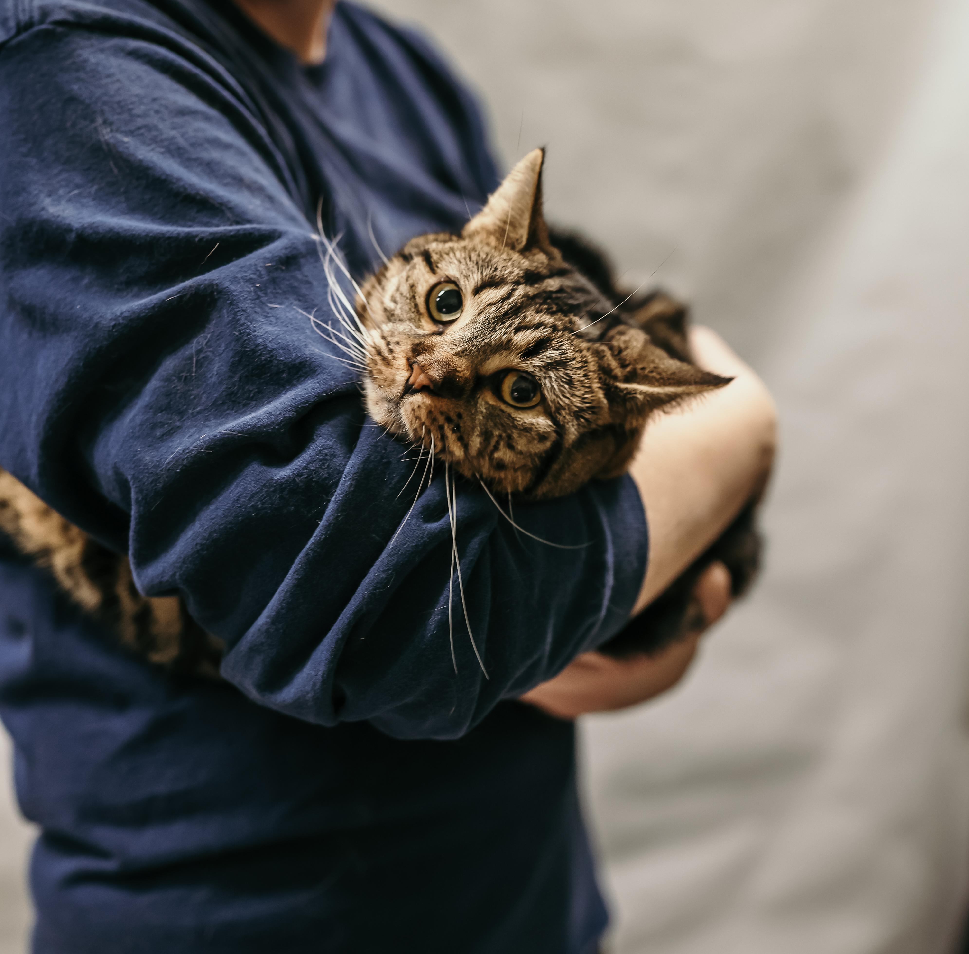 OAKLEY, a Adoptable Domestic Short Hair in Tillsonburg, ON image 3/6