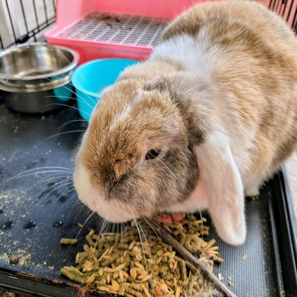 Enlarge Lola, a Adoptable English Lop in Columbus, GA image 1/3