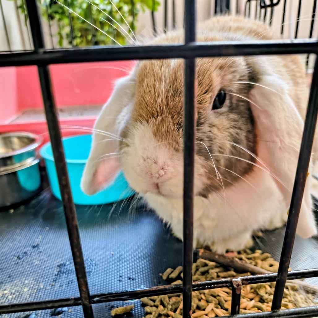 Enlarge Lola, a Adoptable English Lop in Columbus, GA image 2/3