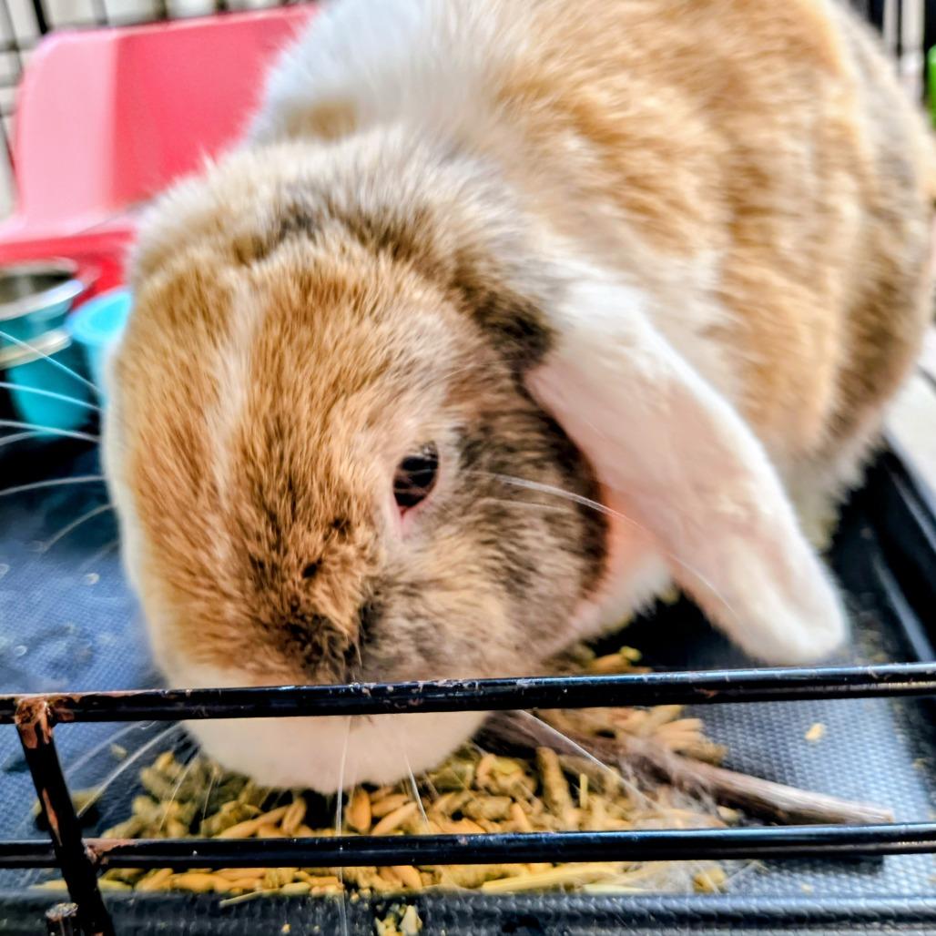Enlarge Lola, a Adoptable English Lop in Columbus, GA image 3/3