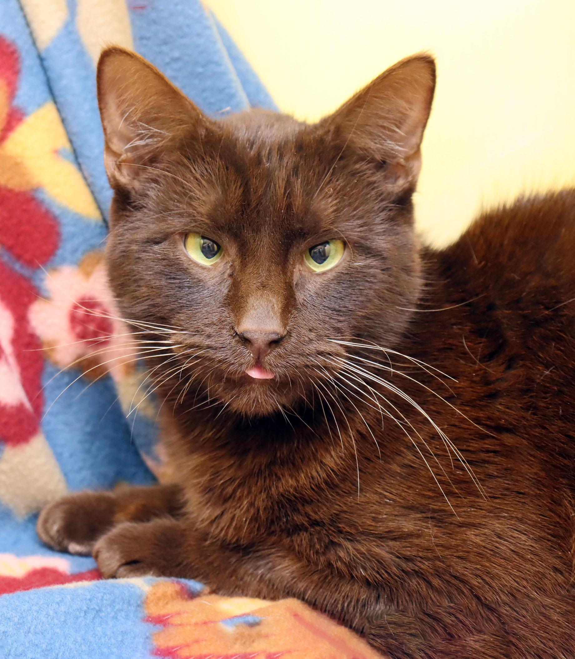 Ghirardelli, adopted, Young Male Havana.