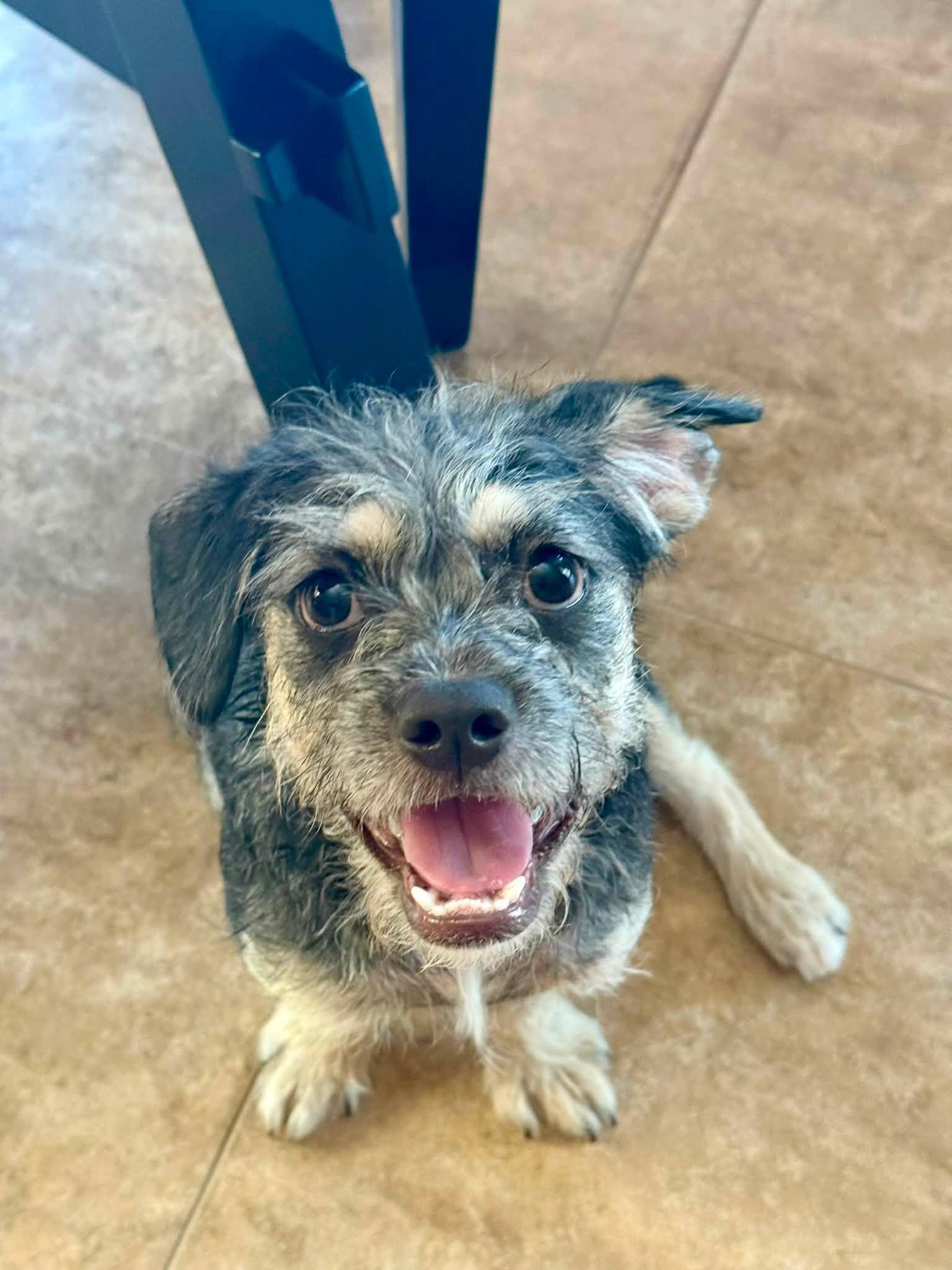 Enlarge Liberty-Frankie, a Adopted mixed breed in Phoenix, AZ image 1/3